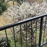 3月27日(木)の営業について