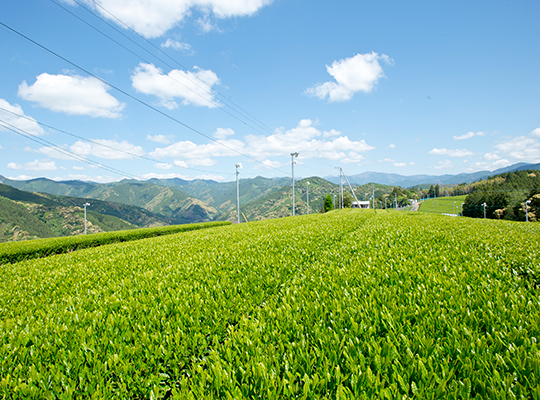 流行りに流されない、温故知新のお茶づくり